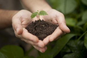 Mais de 8 milhões de mudas plantadas